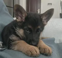 Latte, a female German Shepherd Dog for sale in French Lick, IN – 1 of 10