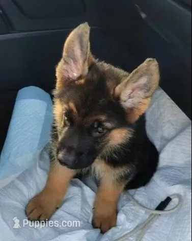 Cocoa, a female German Shepherd Dog for sale in French Lick, IN – 5 of 10