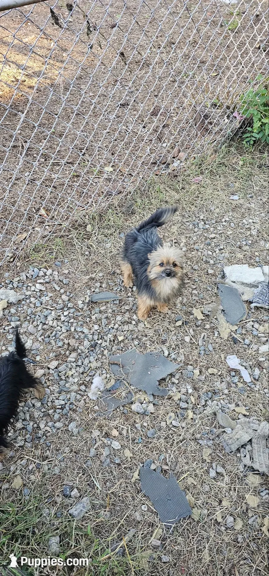 Toshiko, a male Pomeranian and Yorkshire Terrier for sale in Hopewell, VA – 4 of 4