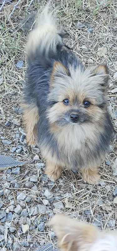 Toshiko – Pomeranian, Yorkshire Terrier puppy for sale in Hopewell, VA