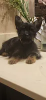 Sparky, a male Yorkshire Terrier for sale in Hopewell, VA – 2 of 4