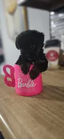 Barbie, a female Pomeranian and Yorkshire Terrier for sale in Hopewell, VA – 3 of 4