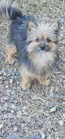 Toshiko, a male Pomeranian and Yorkshire Terrier for sale in Hopewell, VA – 3 of 4