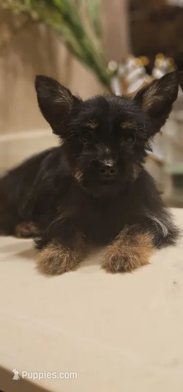 Sparky – Yorkshire Terrier puppy for sale in Hopewell, VA