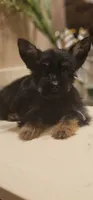 Sparky, a male Yorkshire Terrier for sale in Hopewell, VA – 1 of 4