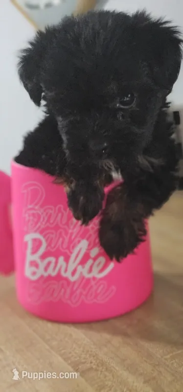Barbie – Pomeranian, Yorkshire Terrier puppy for sale in Hopewell, VA