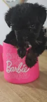 Barbie, a female Pomeranian and Yorkshire Terrier for sale in Hopewell, VA – 1 of 4