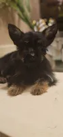 Sparky, a male Yorkshire Terrier for sale in Hopewell, VA – 4 of 4