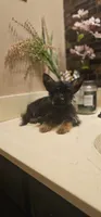 Sparky, a male Yorkshire Terrier for sale in Hopewell, VA – 3 of 4