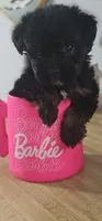 Barbie, a female Pomeranian and Yorkshire Terrier for sale in Hopewell, VA – 4 of 4