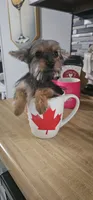 Coco, a female Yorkshire Terrier for sale in Hopewell, VA – 6 of 6