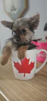 Coco, a female Yorkshire Terrier for sale in Hopewell, VA – 4 of 6