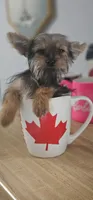 Coco, a female Yorkshire Terrier for sale in Hopewell, VA – 3 of 6