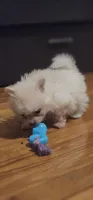 Pom1, a female Pomeranian for sale in Hopewell, VA – 2 of 2