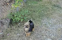 Toshiko, a male Pomeranian and Yorkshire Terrier for sale in Hopewell, VA – 2 of 4