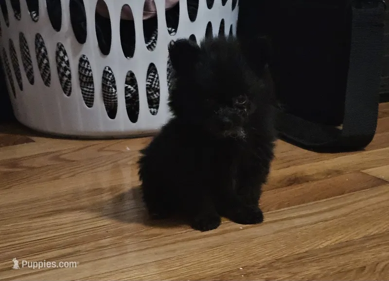 Pom3 – Pomeranian puppy for sale in Hopewell, VA