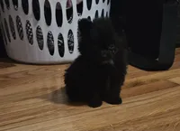Pom3, a female Pomeranian for sale in Hopewell, VA – 1 of 1