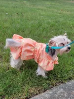 Yorkshire terrier, a female Yorkshire Terrier for sale in Hopewell, VA – 2 of 2