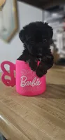 Barbie, a female Pomeranian and Yorkshire Terrier for sale in Hopewell, VA – 2 of 4