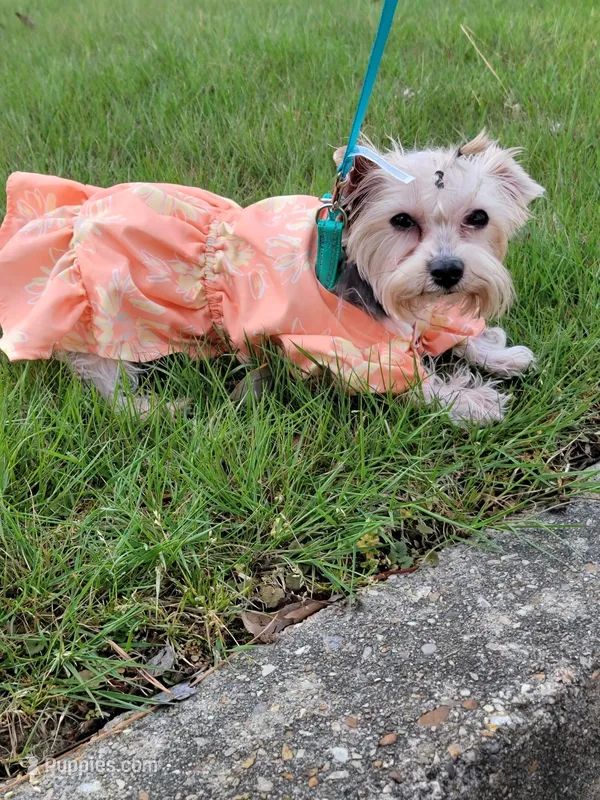Yorkshire terrier – Yorkshire Terrier puppy for sale in Hopewell, VA