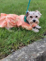 Yorkshire terrier, a female Yorkshire Terrier for sale in Hopewell, VA – 1 of 2