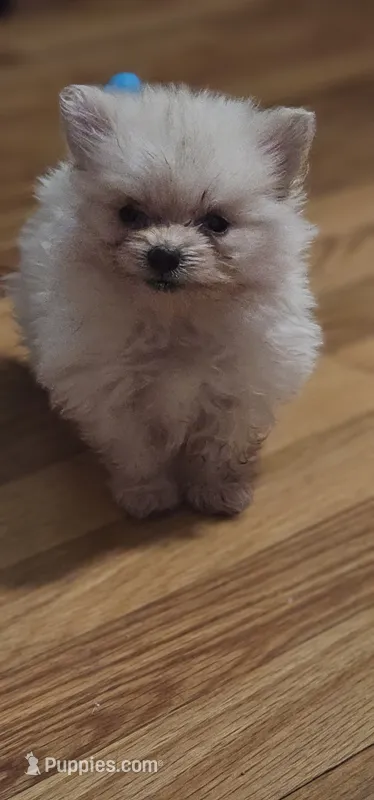 Pom1 – Pomeranian puppy for sale in Hopewell, VA