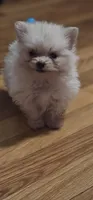 Pom1, a female Pomeranian for sale in Hopewell, VA – 1 of 2