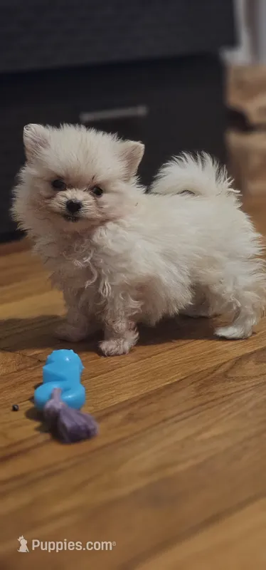 Pom2 – Pomeranian puppy for sale in Hopewell, VA