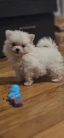 Pom2, a female Pomeranian for sale in Hopewell, VA – 1 of 1