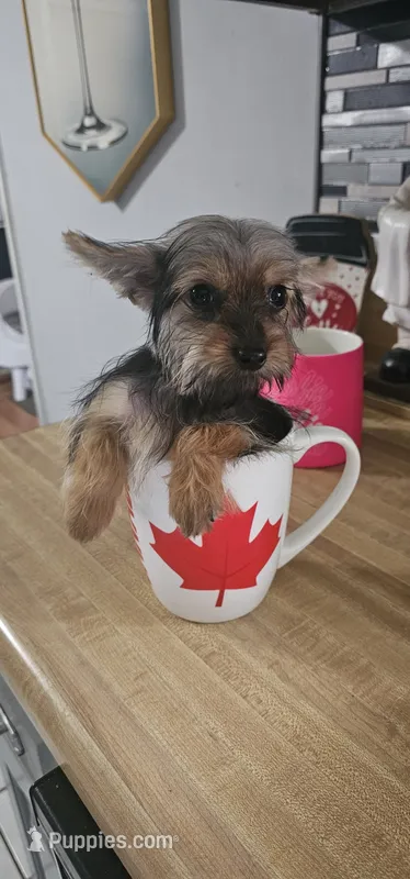 Coco – Yorkshire Terrier puppy for sale in Hopewell, VA