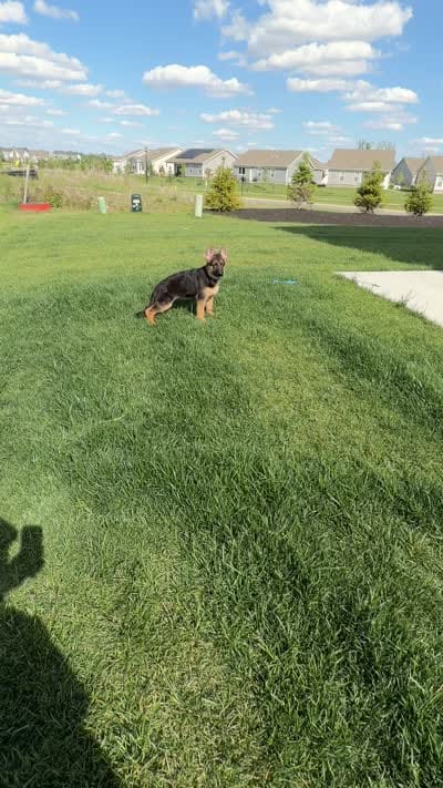 Gaia, a female German Shepherd Dog for sale in Grove City, OH – 10 of 10