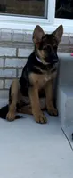 Gaia, a female German Shepherd Dog for sale in Grove City, OH – 5 of 10