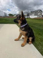 Gaia, a female German Shepherd Dog for sale in Grove City, OH – 7 of 10