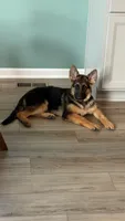Gaia, a female German Shepherd Dog for sale in Grove City, OH – 9 of 10