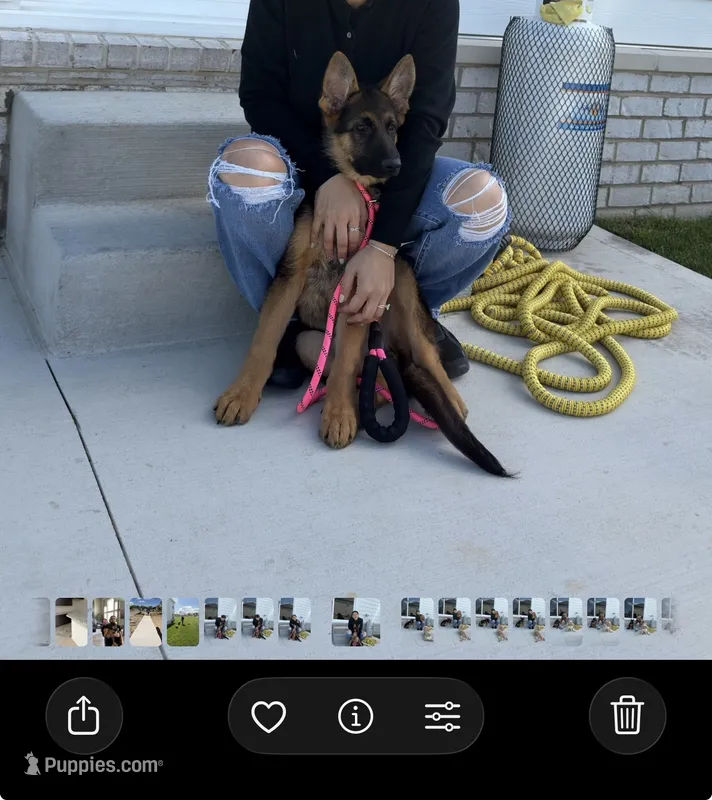 Gaia – German Shepherd Dog puppy for sale in Grove City, OH
