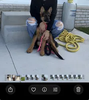 Gaia, a female German Shepherd Dog for sale in Grove City, OH – 1 of 10