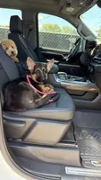 Gaia, a female German Shepherd Dog for sale in Grove City, OH – 8 of 10