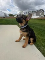 Gaia, a female German Shepherd Dog for sale in Grove City, OH – 6 of 10