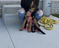 Gaia, a female German Shepherd Dog for sale in Grove City, OH – 4 of 10