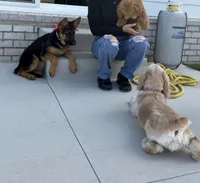 Gaia, a female German Shepherd Dog for sale in Grove City, OH – 3 of 10