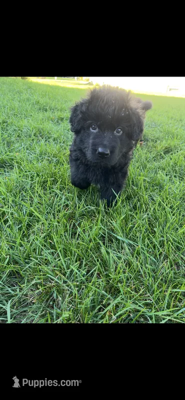Purple(maizy) – German Shepherd Dog puppy for sale in Lapeer, MI