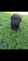 Purple(maizy), a female German Shepherd Dog for sale in Lapeer, MI – 1 of 1