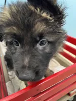 Oscar, a male German Shepherd Dog for sale in Lapeer, MI – Photo 3 of 4