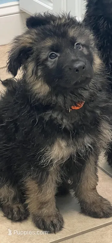 Oscar – German Shepherd Dog puppy for sale in Lapeer, MI