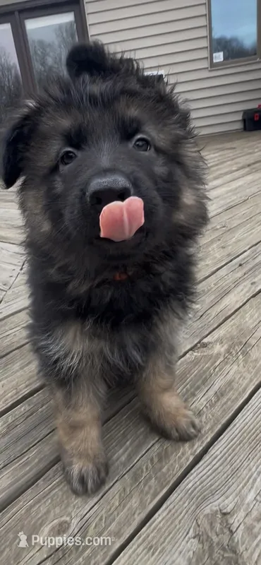 Oscar – German Shepherd Dog puppy for sale in Lapeer, MI