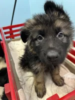 Oscar, a male German Shepherd Dog for sale in Lapeer, MI – Photo 2 of 4