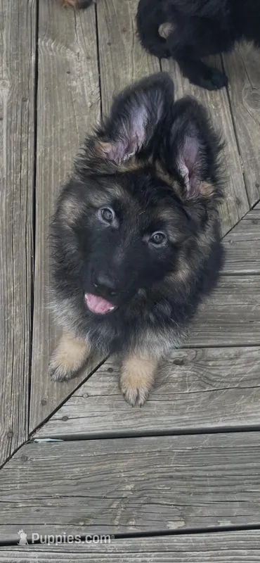 Oscar – German Shepherd Dog puppy for sale in Lapeer, MI