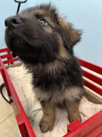 Teddy, a male German Shepherd Dog for sale in Lapeer, MI – Photo 4 of 5