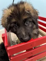 Teddy, a male German Shepherd Dog for sale in Lapeer, MI – Photo 3 of 5