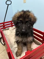 Teddy, a male German Shepherd Dog for sale in Lapeer, MI – Photo 2 of 5